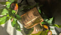 Moonlit Sugar Fig Tin Candle